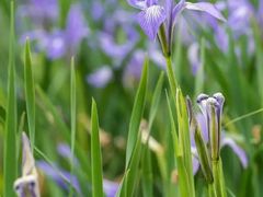 -清真·尔里串串