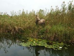 -溱湖国家湿地公园