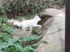 -厦门鸿山寺
