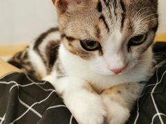 -飞行喵MR PILOT|猫舍·猫咖(静安大融城店)