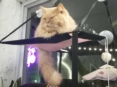-有猫主题·治愈系猫咖(曾厝垵店)