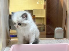 -屋虎猫馆(宝安大仟里店)