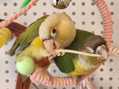 -吉丁鸟咖·异宠·寄养