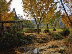 -千年银杏谷文化旅游区