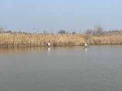 -盐城丹顶鹤湿地生态旅游区