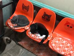 -猫咪博物馆(顶澳仔猫街店)