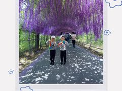 -大塘金香草谷