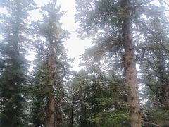 -黄龙山原始森林景区
