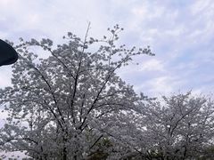 -贡湖湾湿地公园