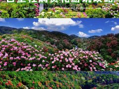 -贵州百里杜鹃风景名胜区