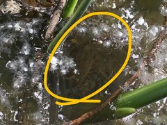 -合肥滨湖国家森林公园