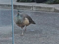 -J Create城市露营咖啡·简餐·宠物(上海动物园店)