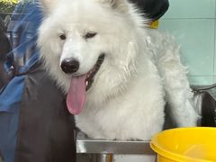 -瑞派动物医院·绝育·犬猫全科·预防医学(光景江南中店)