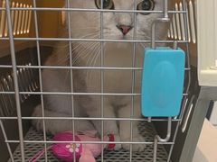 -瑞派·关忠动物医院·猫专科·犬专科(三环新城店)