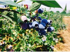 -金谷域澳洲庄园