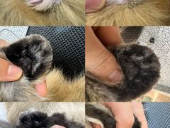 -momokira米努特·德文卷毛猫·棉花面纱犬