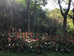 -云溪植物园