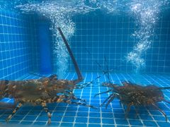 -稷泽·海丽宾雅温泉度假酒店