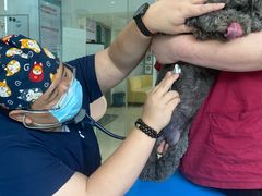 -瑞派申生动物医院·24H夜诊·国际动物医疗中心·骨外科(吴中路店)