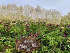 -洛阳市隋唐城遗址植物园