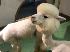 -藦茜花园宠物主题亲子互动体验馆(国顺东路店)