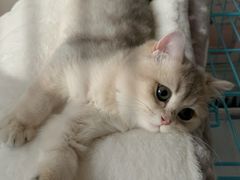 -唐小姐の猫狗洗护·购宠旗舰店(周浦万达店)