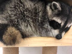 -浣熊柯尔鸭土拨鼠·电玩咖