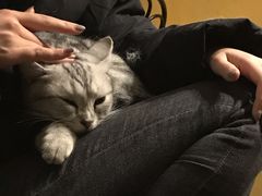 -猫猫幼稚园·撸猫·桌游·电玩