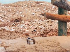 -无锡动物园·太湖欢乐园