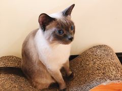 -滚猫咖啡·猫咖·猫友好撸猫(未来城店)