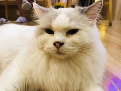 -滚猫咖啡·猫咖·猫友好撸猫(未来城店)