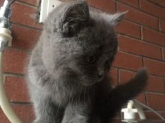 -喵zoo家庭繁育猫舍(尖东智能花园店)