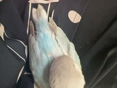 -吉丁鸟咖·异宠·寄养