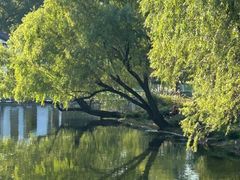 -上海共青森林公园