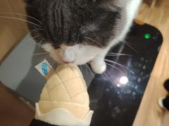 -MOCHA明星猫咖(田子坊店)