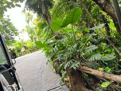 -海南槟榔谷黎苗文化旅游区