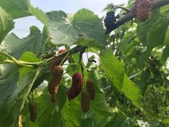 -南京小时候桑葚采摘园