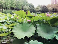 -陈家山荷花公园