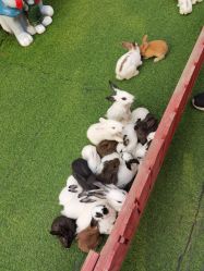 -萌宠亲子动物乐园(槐房万达店)