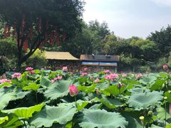 -广州莲花山旅游区