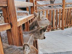 -北京鹿世界主题园