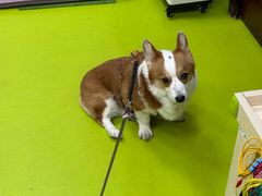 -美联众合动物医院·24h转诊中心