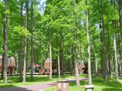 -黄海国家森林公园