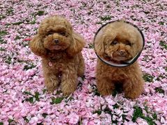 -芭比堂动物医院·犬猫全科·异宠专科(雁塔分院)