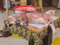 -平行世界·猫咖(首经贸店)
