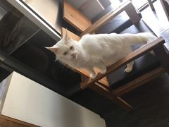 -吉丁鸟咖·异宠·寄养