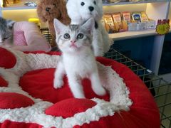 android_upload_pic-小呆的宠物店·宠物售卖·宠物寄养(城西店)