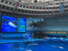 -海合安成都极地海洋公园