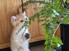 -猫十亿·布偶金渐层·曼基康矮脚猫舍(青年路店)