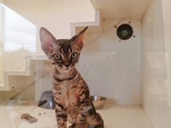 -70cat德文卷毛猫·缅因猫纯种猫舍